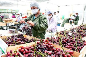 Estudia la especialización de Comercio y Agroexportaciones en ADEX.